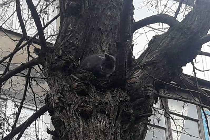 В Каменском спасали домашнего любимца