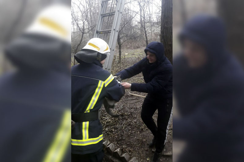 В Каменском спасали домашнего любимца