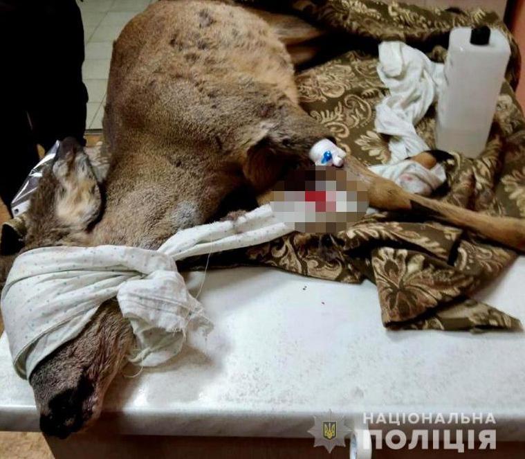 Под Каменским спасли косулю