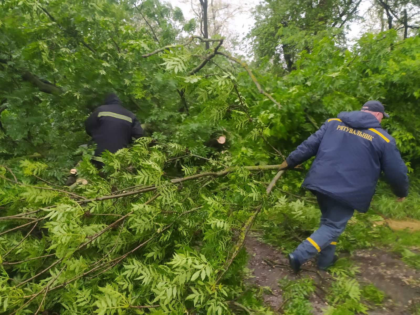 В Каменском районе поваленное дерево заблокировало движение по трассе