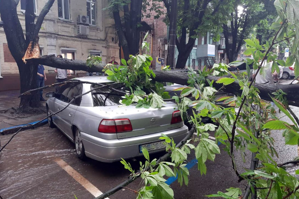 Непогода повалила деревья на Днепропетровщине
