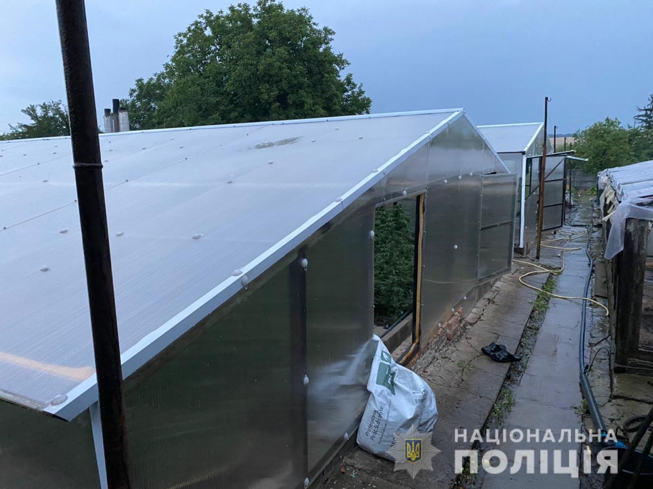 Теплицы с коноплей обнаружили на Днепропетровщине