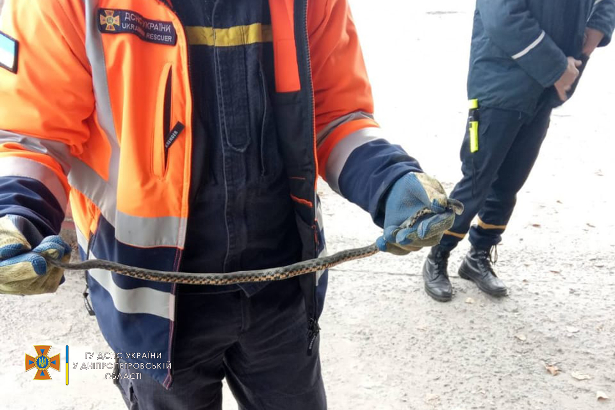 В Днепре в автомобилях обнаружили змей